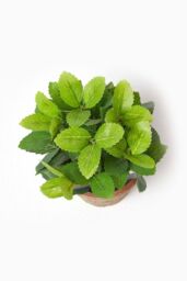 Homescapes Artificial Mint Plant in Decorative Pot in Terracotta - thumbnail 2