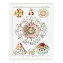 Artery8 Haeckel Framed Wall Art Peromedusae Jellyfish Vintage Illustration in White - Size: A4 - thumbnail 3