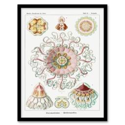 Artery8 Haeckel Framed Wall Art Peromedusae Jellyfish Vintage Illustration in White - Size: A4 - thumbnail 1