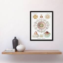 Artery8 Haeckel Framed Wall Art Peromedusae Jellyfish Vintage Illustration in White - Size: A4 - thumbnail 2
