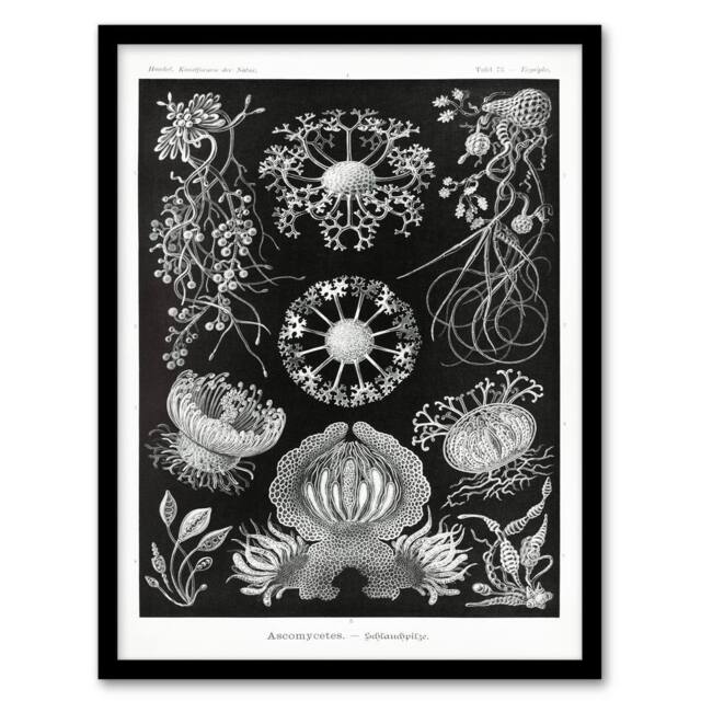 Artery8 Ernst Haeckel Framed Wall Art Print Ascomycetes Fungi Species Vintage in Black - Size: A4 - image 1