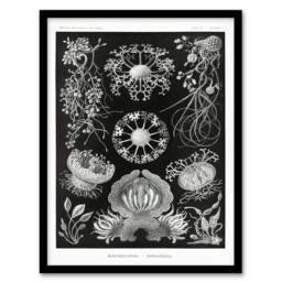 Artery8 Ernst Haeckel Framed Wall Art Print Ascomycetes Fungi Species Vintage in Black - Size: A4 - thumbnail 1