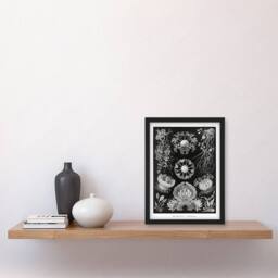 Artery8 Ernst Haeckel Framed Wall Art Print Ascomycetes Fungi Species Vintage in Black - Size: A4 - thumbnail 2