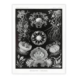 Artery8 Ernst Haeckel Framed Wall Art Print Ascomycetes Fungi Species Vintage in Black - Size: A4 - thumbnail 3