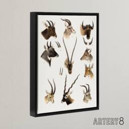 "Artery8 Bovidae Animals Vintage Illustration Lydekker Framed Canvas Wall Art in White - Size: W12"" x H16""" - thumbnail 2