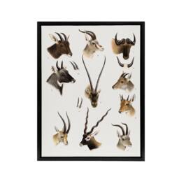 "Artery8 Bovidae Animals Vintage Illustration Lydekker Framed Canvas Wall Art in White - Size: W12"" x H16""" - thumbnail 1