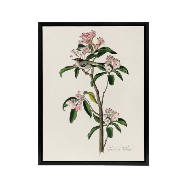 "Artery8 Cuviers Kinglet Bird & Mountain Laurel Audubon Framed Canvas Art in White - Size: W12"" x H16""" - image 1