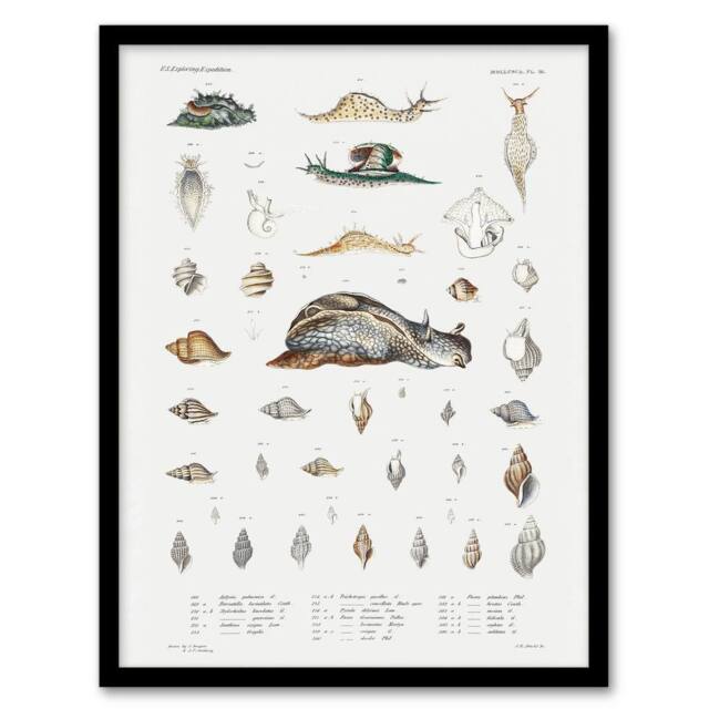 Artery8 Augustus A Gould Snail Varieties & Sea Shells Framed Wall Art Print in White - Size: A4 - image 1