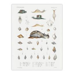 Artery8 Augustus A Gould Snail Varieties & Sea Shells Framed Wall Art Print in White - Size: A4 - thumbnail 3