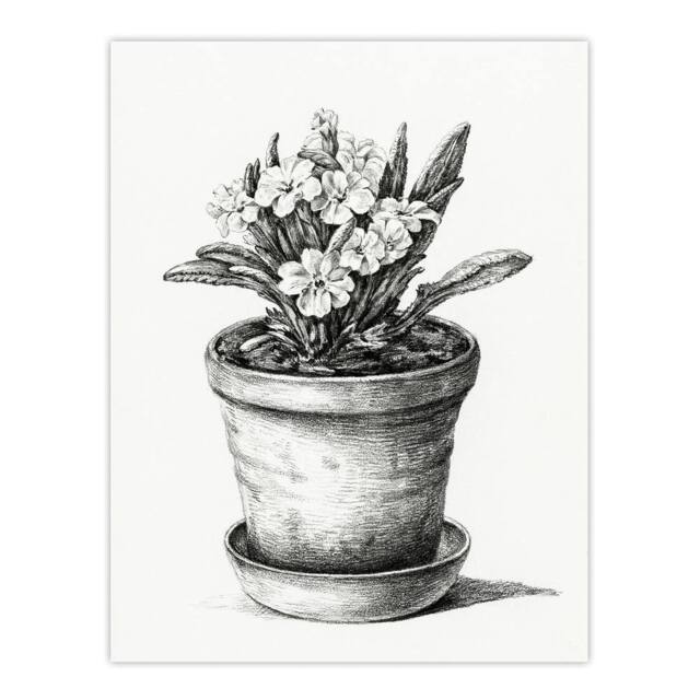 "Artery8 Potted Flowering Plant Pencil Drawing Bernard Wall Art Print Poster in White - Size: W12"" x H16""" - image 1