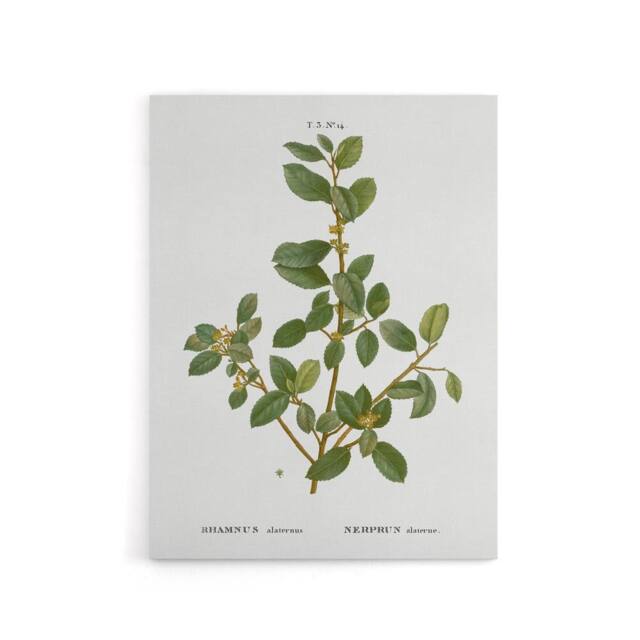 "Artery8 Italian Buckthorn Botanical Redoute Vintage Canvas Wall Art in White - Size: W18"" x H24""" - image 1