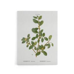 "Artery8 Italian Buckthorn Botanical Redoute Vintage Canvas Wall Art in White - Size: W18"" x H24""" - thumbnail 1