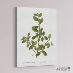 "Artery8 Italian Buckthorn Botanical Redoute Vintage Canvas Wall Art in White - Size: W18"" x H24""" - thumbnail 2