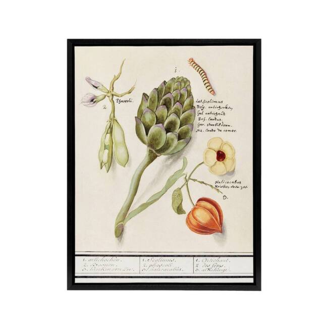 "Artery8 Artichoke Broad beans & Groundcherry de Boodt Framed Canvas Wall Art in White - Size: W12"" x H16""" - image 1