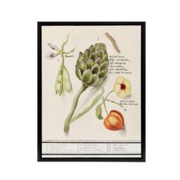 "Artery8 Artichoke Broad beans & Groundcherry de Boodt Framed Canvas Wall Art in White - Size: W12"" x H16""" - thumbnail 1