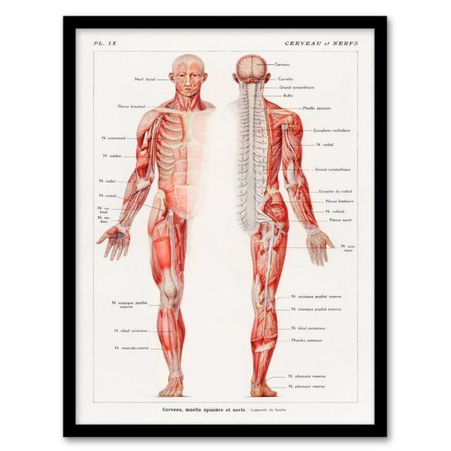 Artery8 Boissiere Framed Wall Art Human Nervous System Vintage Illustration in White - Size: A4 - image 1