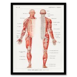 Artery8 Boissiere Framed Wall Art Human Nervous System Vintage Illustration in White - Size: A4 - thumbnail 1