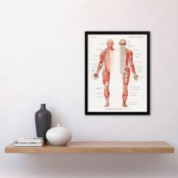 Artery8 Boissiere Framed Wall Art Human Nervous System Vintage Illustration in White - Size: A4 - thumbnail 2