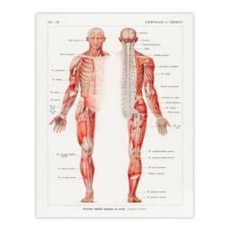 Artery8 Boissiere Framed Wall Art Human Nervous System Vintage Illustration in White - Size: A4 - thumbnail 3