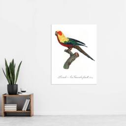 "Artery8 The Sun Parakeet Parrot Francois Levaillant Wall Art Poster Print in White - Size: W18"" x H24""" - thumbnail 4