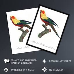"Artery8 The Sun Parakeet Parrot Francois Levaillant Wall Art Poster Print in White - Size: W18"" x H24""" - thumbnail 2
