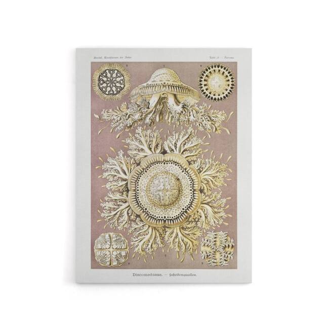 "Artery8 Jellyfish Discomedusae Vintage Haeckel Canvas Wall Art in White - Size: W18"" x H24""" - image 1