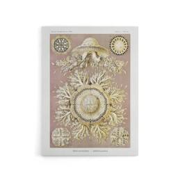 "Artery8 Jellyfish Discomedusae Vintage Haeckel Canvas Wall Art in White - Size: W18"" x H24""" - thumbnail 1