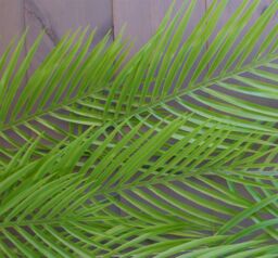 Leaf Pack of 12 x 120cm Artificial Hanging Palm Plant in Green - Size: 12 x 120 cm - thumbnail 4