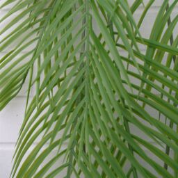 Leaf Pack of 12 x 120cm Artificial Hanging Palm Plant in Green - Size: 12 x 120 cm - thumbnail 5