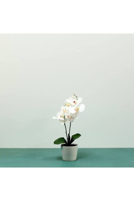 KDMD White Aragon Phalaenopsis in Ceramic Pot 1 stem - image 1