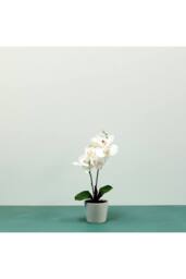 KDMD White Aragon Phalaenopsis in Ceramic Pot 1 stem