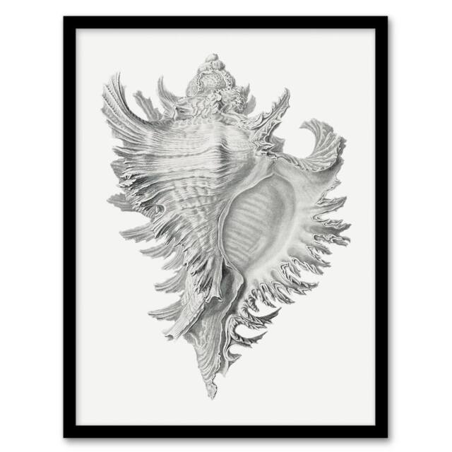 Artery8 Whelk Sea Snail Shell Drawing Haeckel Botanical Framed Wall Art Print in White - Size: A4 - image 1