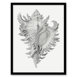 Artery8 Whelk Sea Snail Shell Drawing Haeckel Botanical Framed Wall Art Print in White - Size: A4 - thumbnail 1