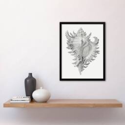 Artery8 Whelk Sea Snail Shell Drawing Haeckel Botanical Framed Wall Art Print in White - Size: A4 - thumbnail 4