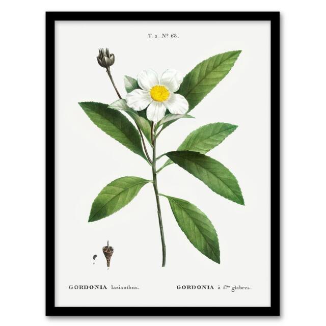 Artery8 Gordonia Tree Loblolly Bay Flowers Redoute Framed Wall Art Print in White - Size: A4 - image 1