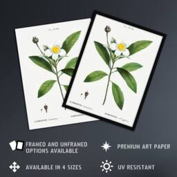 Artery8 Gordonia Tree Loblolly Bay Flowers Redoute Framed Wall Art Print in White - Size: A4 - thumbnail 2