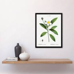 Artery8 Gordonia Tree Loblolly Bay Flowers Redoute Framed Wall Art Print in White - Size: A4 - thumbnail 4