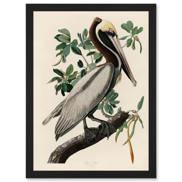 Artery8 Audubon Birds America Brown Pelican Nature Animals Artwork Framed Wall Art Print A4 in Black - image 1