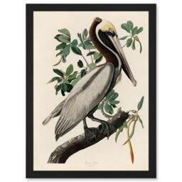 Artery8 Audubon Birds America Brown Pelican Nature Animals Artwork Framed Wall Art Print A4 in Black - thumbnail 1
