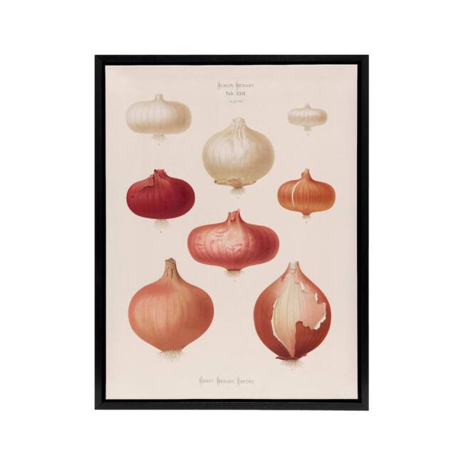 "Artery8 Onions Vintage Kitchen Ernst Benary Framed Canvas Wall Art Print in White - Size: W12"" x H16""" - image 1