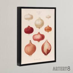 "Artery8 Onions Vintage Kitchen Ernst Benary Framed Canvas Wall Art Print in White - Size: W12"" x H16""" - thumbnail 2