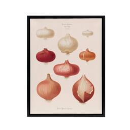 "Artery8 Onions Vintage Kitchen Ernst Benary Framed Canvas Wall Art Print in White - Size: W12"" x H16""" - thumbnail 1