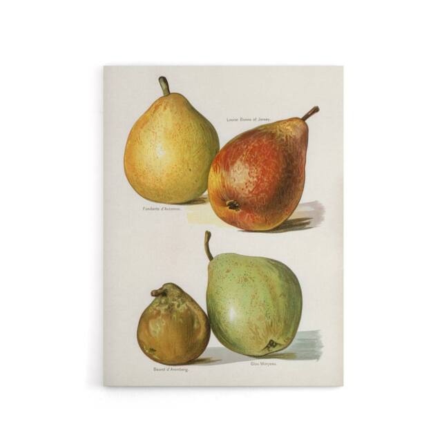 "Artery8 Four Pear Varieties Vintage Illustration Wright Canvas Wall Art Print in White - Size: W12"" x H16""" - image 1