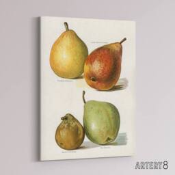 "Artery8 Four Pear Varieties Vintage Illustration Wright Canvas Wall Art Print in White - Size: W12"" x H16""" - thumbnail 2