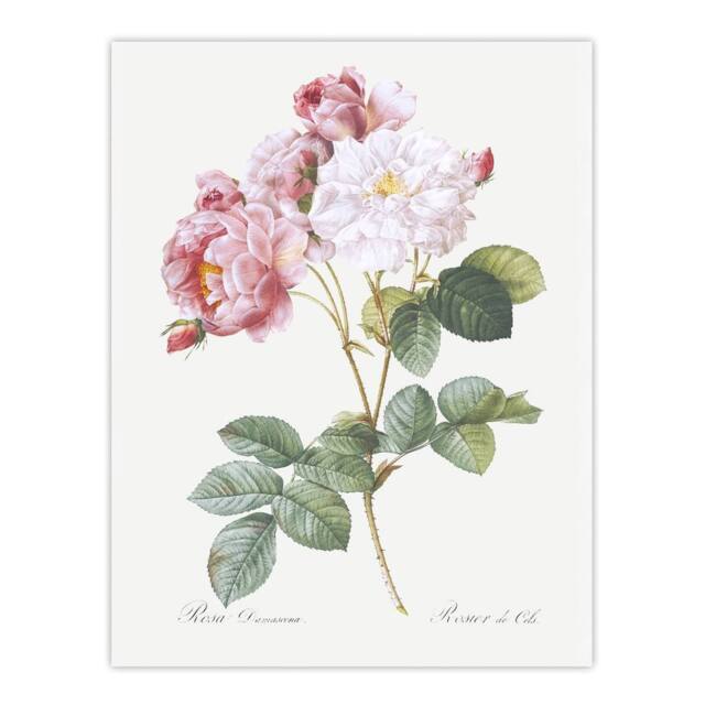 "Artery8 Pink Rosebush Flowers Redoute Vintage Wall Art Print Poster in White - Size: W12"" x H16""" - image 1