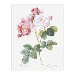 "Artery8 Pink Rosebush Flowers Redoute Vintage Wall Art Print Poster in White - Size: W12"" x H16""" - thumbnail 1