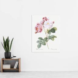"Artery8 Pink Rosebush Flowers Redoute Vintage Wall Art Print Poster in White - Size: W12"" x H16""" - thumbnail 4