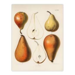 Artery8 Samuel Berghuis Framed Wall Art Print Fresh Pears Halved Fruit in White - Size: A4 - thumbnail 3