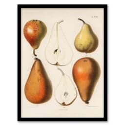 Artery8 Samuel Berghuis Framed Wall Art Print Fresh Pears Halved Fruit in White - Size: A4 - thumbnail 1