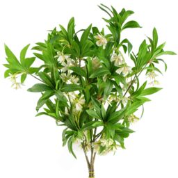 Pegdev Pack of 6 90cm Artificial Hainan Elaeocarpus Stem Green Foliage in Cream